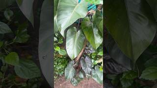 Old philodendron plant  jishnuuthaman garden keralagarden gardening [upl. by Acnaiv313]