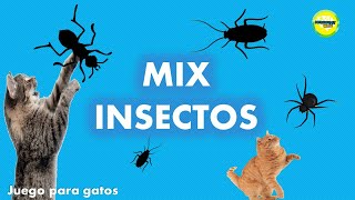 Juego para gatos  Mix insectos [upl. by Eyt795]