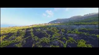 Growing Volcano Wine on La Palma wine lapalma canarias agriculture tourism travel drone [upl. by Hcir]