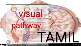 visual pathway  physiology in tamil physiotamil physiology [upl. by Doane662]