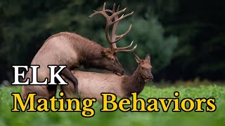 Surprising Facts About Elk Mating Behaviors  Elks Real Mating Footages [upl. by Marley]