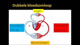 2 bloedsomloop [upl. by Nagoh]