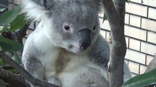 やんちゃなコアラの冒険 Cute young koala adventure 【Cute animal videos】【こども動物自然公園】 [upl. by Goulet]