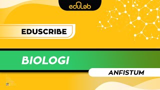 Eduscribe  Biologi Anfistum [upl. by Aicsila]