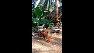 This is my second chicken raising area youtubeshort [upl. by Lyell]