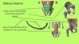 TRAPECIO Y ABDOMINALES TRABAJO [upl. by Spoor530]