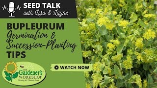 Seed Talk 72  Bupleurum Germination amp SuccessionPlanting Tips [upl. by Ardnasil]