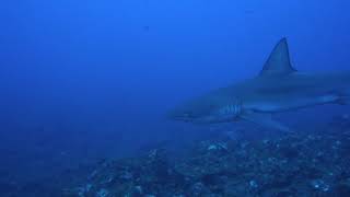 Requin des Galapagos Carcharhinus galapagensis [upl. by Alrad]