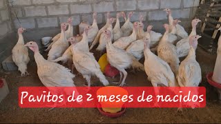 Pavos  guajolotes de dos meses de edad y algo más [upl. by Witty]