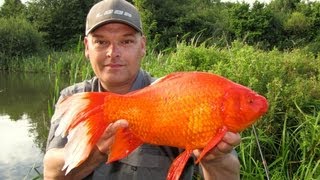 GOLDFISH MONSTER XXL Gold Crucian Carp  Gold Edition  Guldfisk  Medefiskeri i Danmark [upl. by Jess]