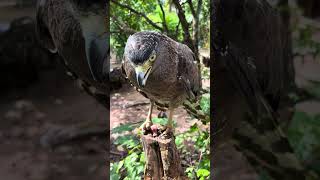 Hawk Eagle Owl Wildlife Animal EagleHawkOwl hawk vs snake Owl vs snake fight Eagle Vs Snake [upl. by Iaht25]