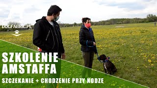 Amstaff i Szkolenie amstaffa  Oduczenie psa szczekania  Chodzenie przy nodze  Tresura amstaffa [upl. by Lewin]