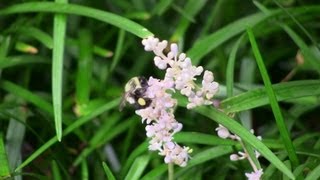 The Pollinator  A Bee Movie [upl. by Haroved]