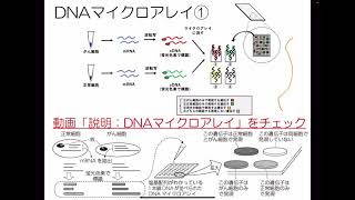 講義 生物354 遺伝子組換え 医療への応用②SNP解析とDNAマイクロアレイの概要 [upl. by Nilhtac433]