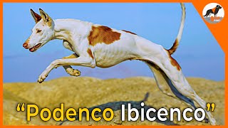 quotEl Podenco Ibicenco Elegancia y Patrimonio Vivo 🌟🐾quotpodenco podencoibicenco perros [upl. by Ieso85]