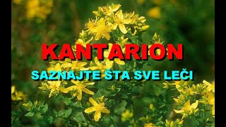 KANTARION  SAZNAJTE ŠTA SVE LEČI [upl. by Magbie]