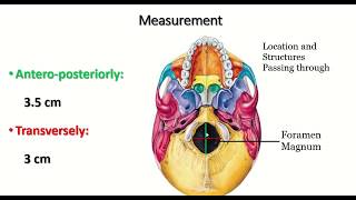 Anatomy of the Foramen Magnum Explained skull skulls skeletalsystem [upl. by Daniela763]