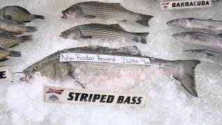 Mississippi Deep Sea Fishing Rodeo saw two records broken [upl. by Gilchrist]