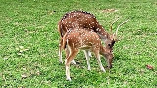 Baby fawn meets wildlife [upl. by Armmat574]