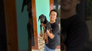 Anjing penjaga yang bisa menjaga rumah tanggamu doberman [upl. by Chip95]