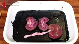 Kidney Excretory System Dissection GCSE A Level Biology NEET Practical Skills [upl. by Catt633]