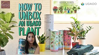 How to unbox Ugaoo Plants and take Care of them Planter Ugaoo Our InDepth Review Elegant Diva [upl. by Yrolam803]