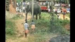 Elephant kills keeper in rampage in India [upl. by Posner]