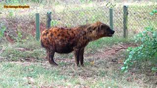 Spotted Hyena in Captivity  Sony Fdrax43a [upl. by Troyes]