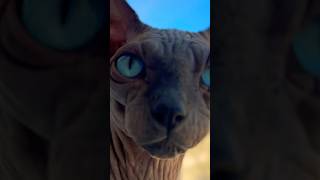 Blue Eye Sphynx Cat we just become best friends BugAndTip I just Subscribed to you trending [upl. by Aaronson]