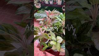 My aglao collection aglaonema aglaonemaplant chineseevergreen plants plantsmakepeoplehappy [upl. by Pauletta]