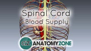 Spinal Cord Anatomy  Blood Supply  3D Anatomy Tutorial [upl. by Alieka]