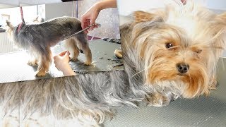 Grooming Guide  Yorkie Summer Cut 65 [upl. by Naejamron127]