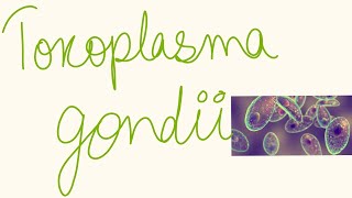 Toxoplasma gondii [upl. by Emarej]