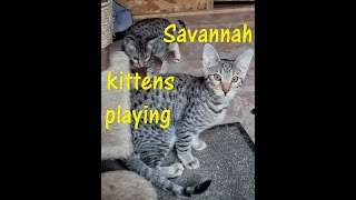 Savannah kittens playing 🐾🐾🐾 [upl. by Ardelia]