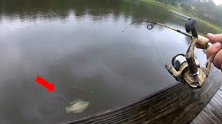 1 Hour of GIANT Bluegill FISHING from the BANK [upl. by Von898]