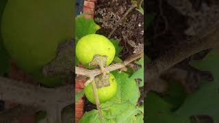 Not persimmon but indigenous eggplant  garden gardening organicgardening [upl. by Nesiaj]