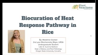 Biocuration of heat response genes and pathways in rice for the Plant Reactome Knowledgebase [upl. by Olwena763]