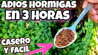 EN 3 HORAS ELIMINA el 100 de HORMIGAS de CASA PLANTAS Y JARDÍN con ESTE Remedio CASERO Huerto Eco [upl. by Iroj]