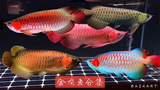 金龙鱼合集 Asian Arowana [upl. by Aniaz]