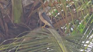 Diwali greetings from majestic royal SHIKRA Tachyspiza badia or Accipiter badius in Mapusa [upl. by Anrehs]