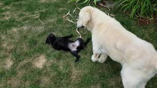 Black Goldador puppy playing with Golden Retreiver [upl. by Graves898]