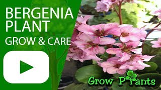 Bergenia  growing and care [upl. by Ewald]