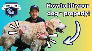 Tobys Tips How to lift your dog properly [upl. by Sliwa]