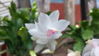 Schlumbergera truncata are available [upl. by Barrada]