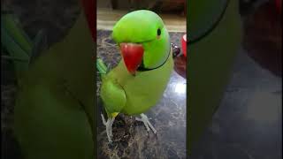 My Talking Parrot not in mood 🤣🤣youtube cuteparrotsringneck viral indian parrots [upl. by Haneekas327]