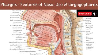 Pharynx  Extent  Relations  Parts  Boundaries  Features Anatomy mbbs education [upl. by Valonia]