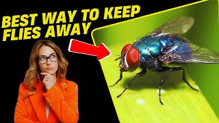 What Is the Best Remedy to Keep Flies Away [upl. by Candi]