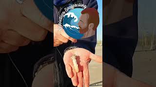 Esche del surfcasting come innescare il cannolicchio obbiettivosurfcasting short [upl. by Armanda]