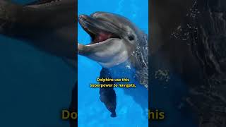 How Dolphins Use Echolocation to See [upl. by Htur]