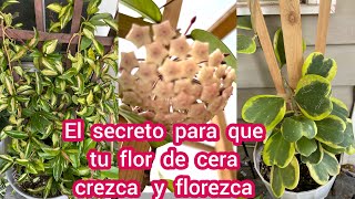 El secreto para que tu flor de cera o hoya carnosa crezca y florezca [upl. by Aniham]